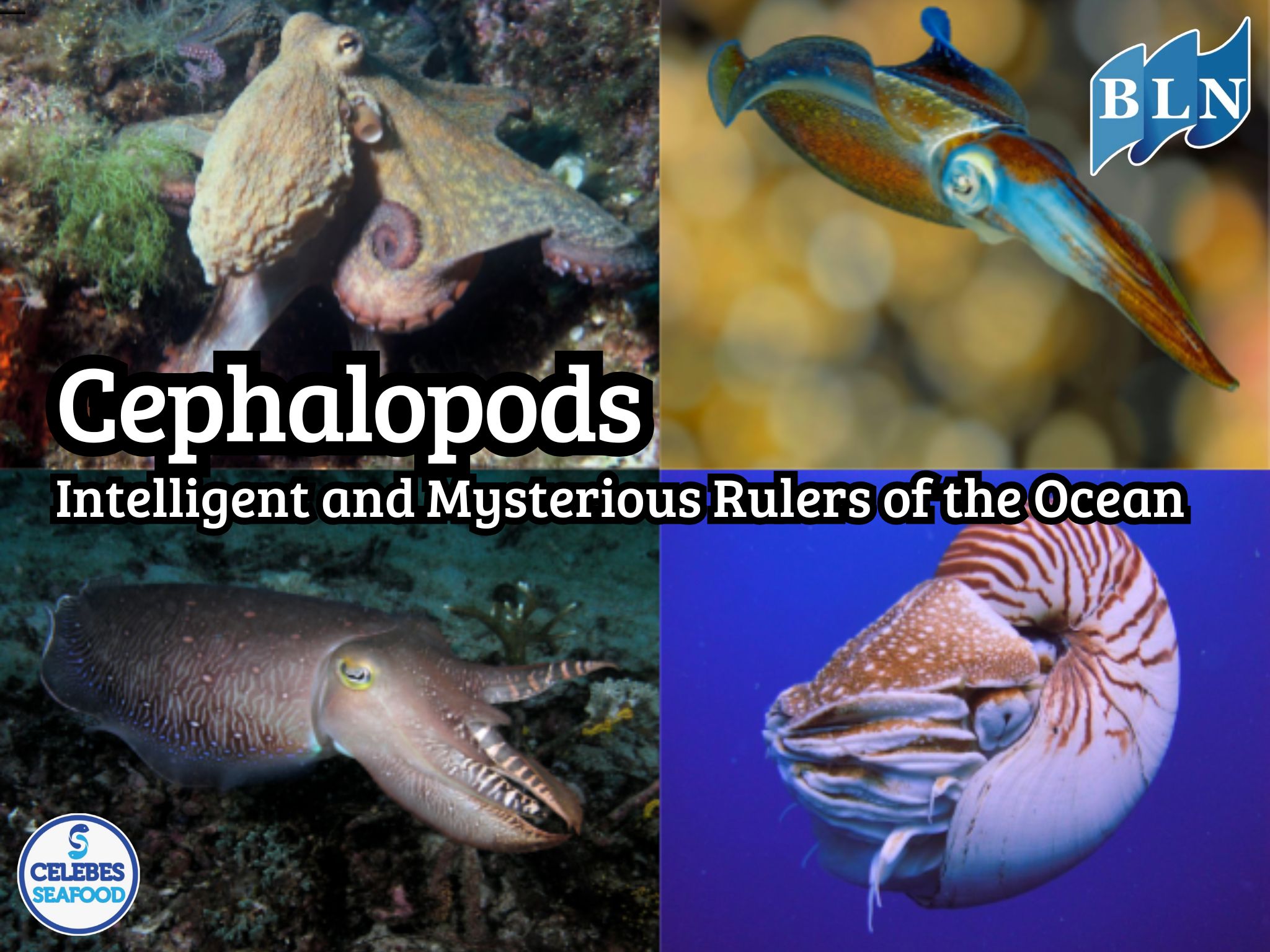 Cephalopods: Intelligent and Mysterious Rulers of the Ocean